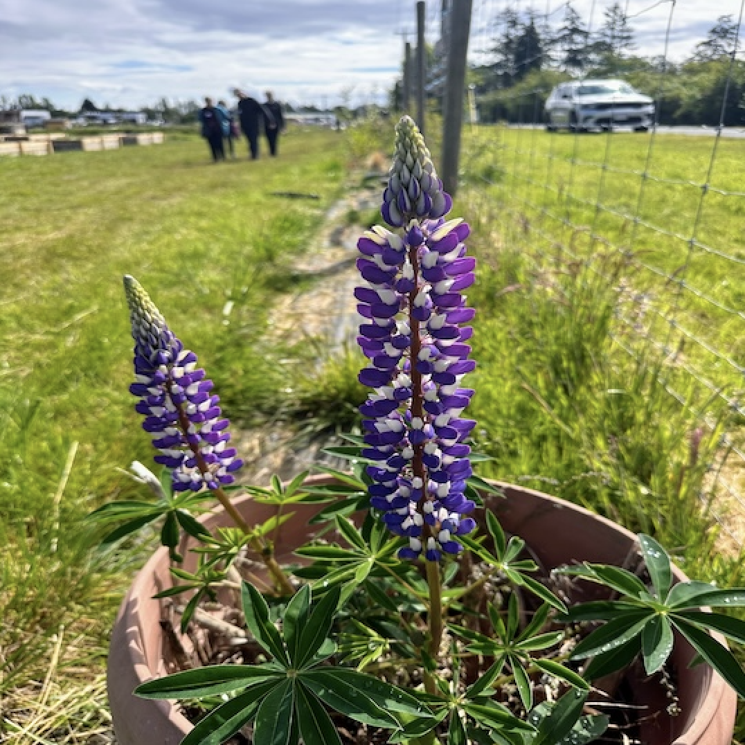 Purple flower from the conference.